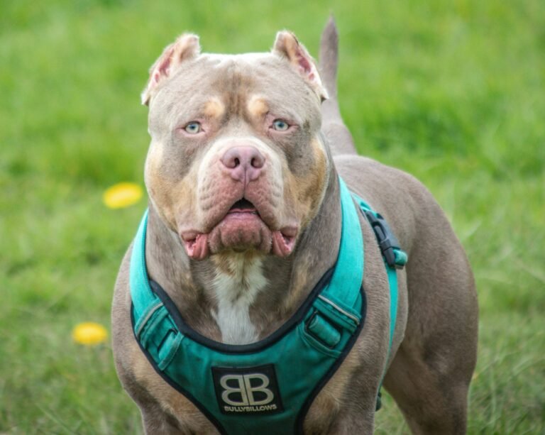 most aggressive dog breeds