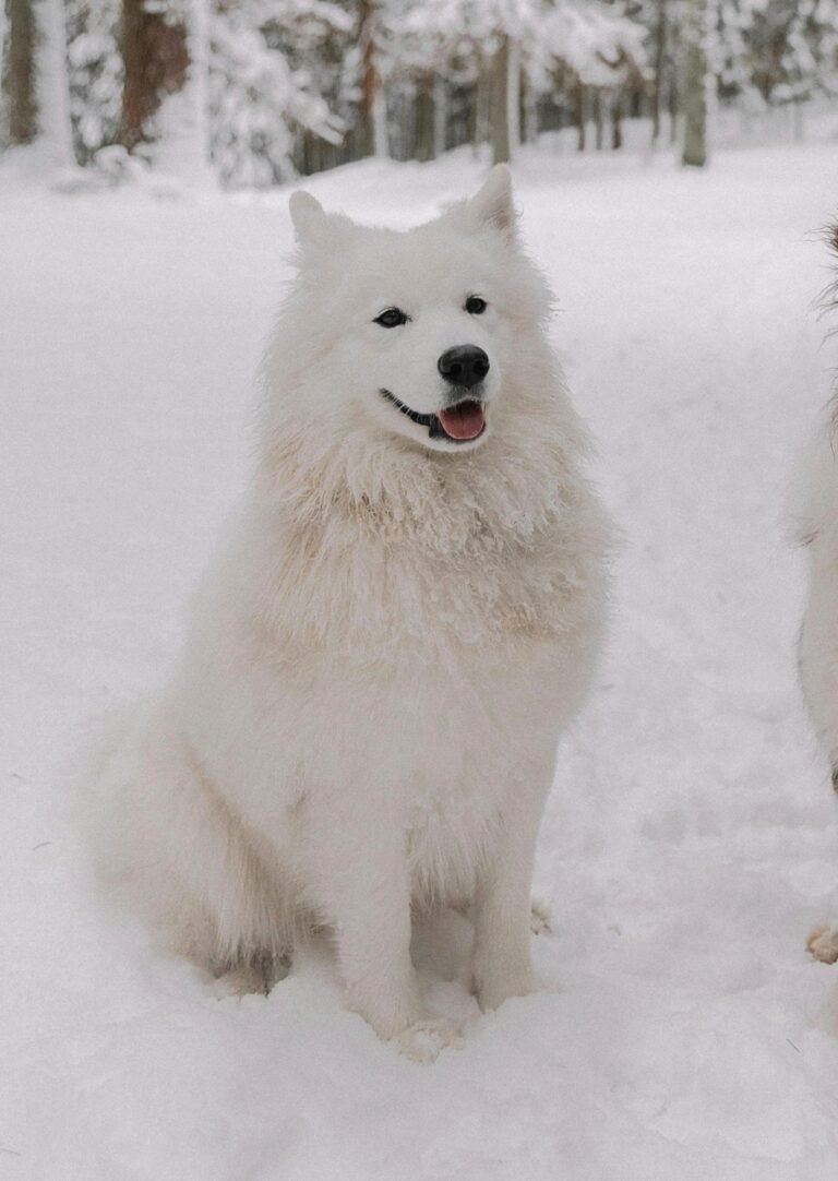21 white beauty- white dog breeds