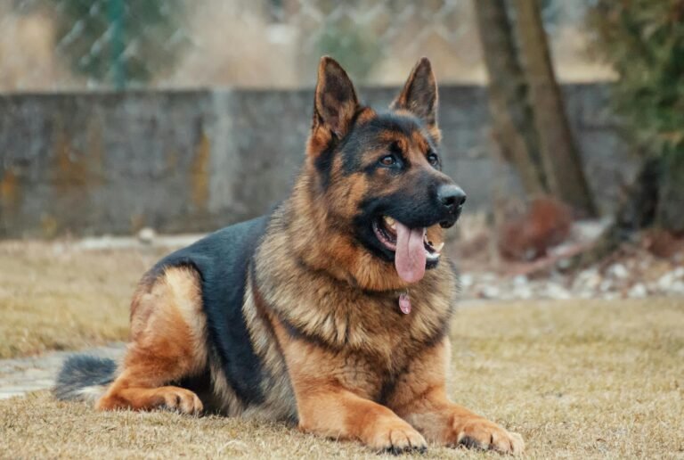 17 reputed police dog breeds