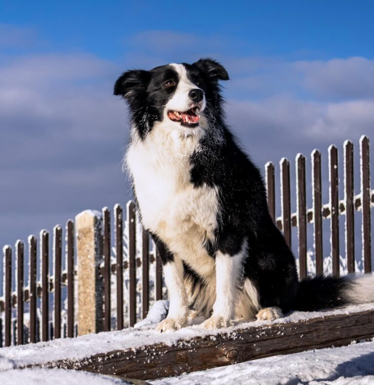 16-adaptable black and white Dog breeds