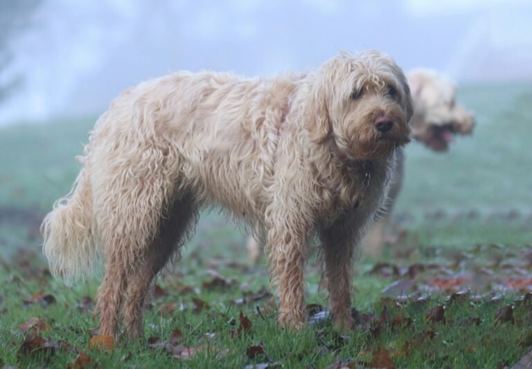 21-rare dog breeds