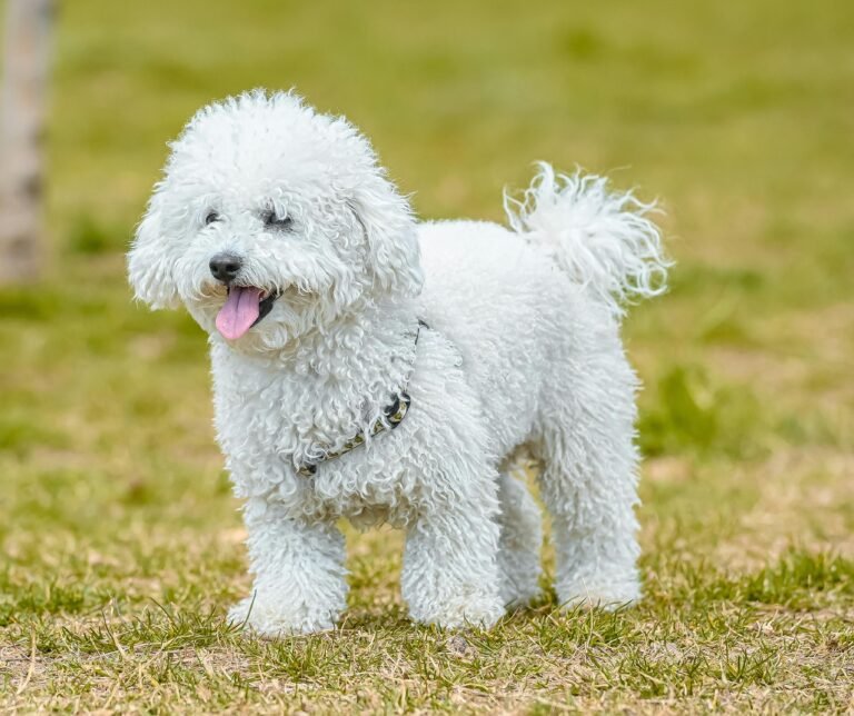 top 20-smallest dog breeds