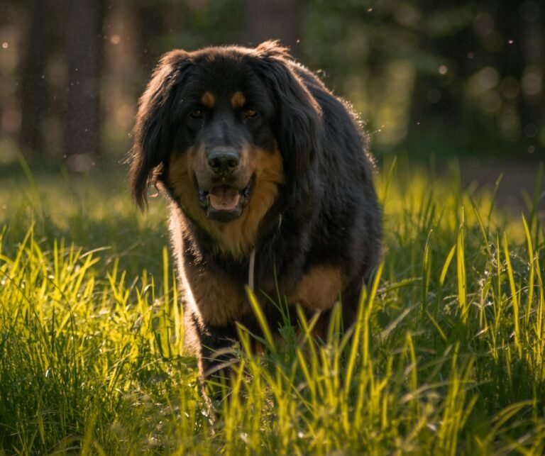 16-chinese dog breeds from chinese village to royal palace