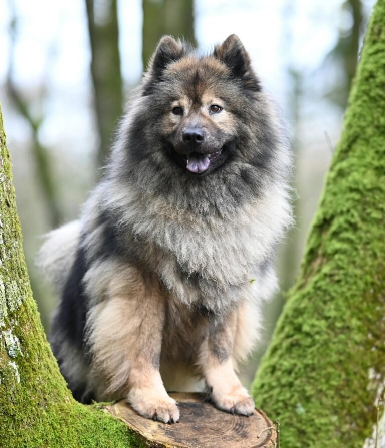 top 28-fluffy dog breeds